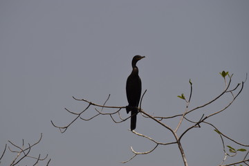 bird on branch