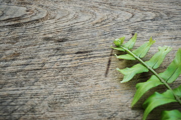 Fern leave green tropical plant with space copy on wooden background