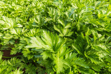 Organic vegetables used for the background