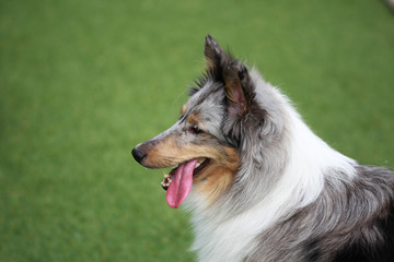Happy puppies in a private playground
