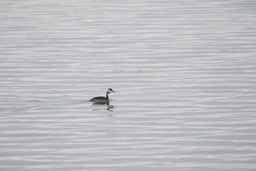 Great crested grebe in Watarase wetland