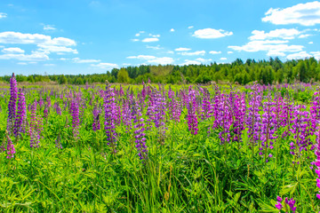 Lupinus field with pink purple and blue flowers in sunny day. A field of lupines. Violet and pink lupin in meadow. Spring background.