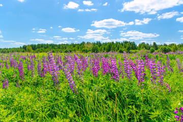 Lupinus field with pink purple and blue flowers in sunny day. A field of lupines. Violet and pink lupin in meadow. Spring background.