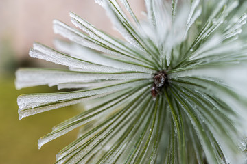 Naklejka na ściany i meble pine branches in ice. tree in ice. winter tree. new Year.