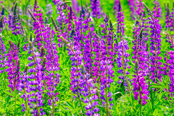 Lupinus field with pink purple and blue flowers in sunny day. A field of lupines. Violet and pink lupin in meadow. Spring background.