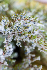 branches spruce in ice. branches in ice. tree in ice. winter tree. new Year.