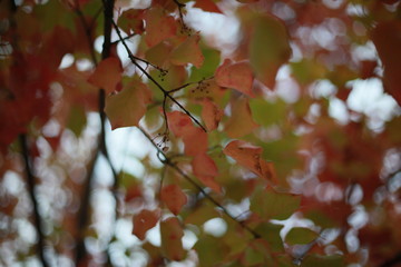 autumn leaves on a tree