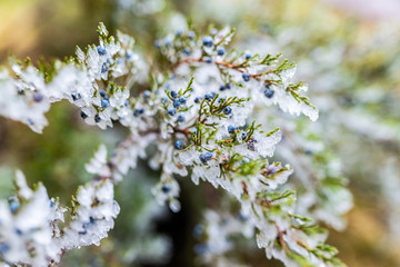 branches spruce in ice. branches in ice. tree in ice. winter tree. new Year.