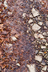 the rocky surface pattern. cobblestones and last year's leaves on the road background