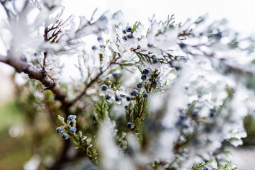 branches spruce in ice. branches in ice. tree in ice. winter tree. new Year.