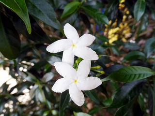Common jasmine flower in the garden