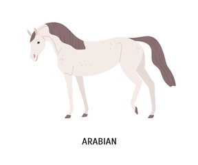 Arabian horse flat vector illustration