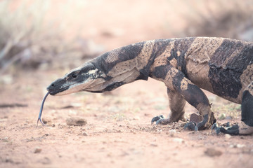 Bell's phase lace monitor (Varanus varius) in arid land at dusk