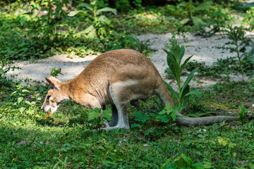 The agile wallaby, Macropus agilis also known as the sandy wallaby