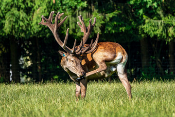 Red deer, Cervus elaphus in a german nature park