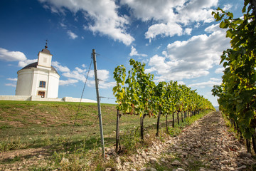 Fototapeta na wymiar Vineyard around Tokaj, Tokaji Hungary Sarospatak region Hercegkut