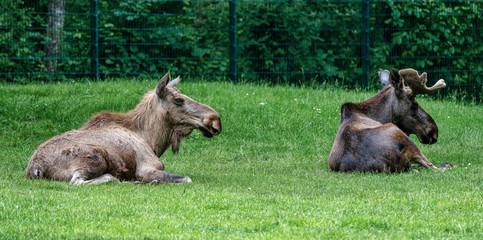 European Moose, Alces alces, also known as the elk