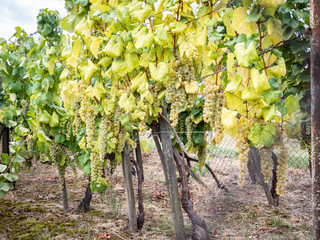 Vineyard around Tokaj, Tokaji Hungary Sarospatak region Hercegkut