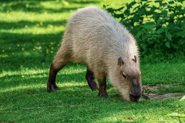 Capybara, Hydrochoerus hydrochaeris grazing on fresh green grass