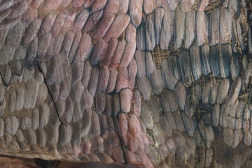 close up of the bark of a tree