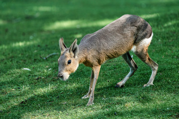 Fototapeta premium Patagonian Mara, Dolichotis patagonum are large relatives of guinea pigs