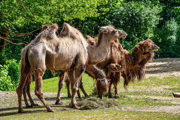 Bactrian camel, Camelus bactrianus in a german zoo