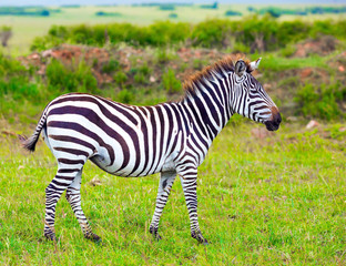 Fototapeta na wymiar Charming young zebra graze