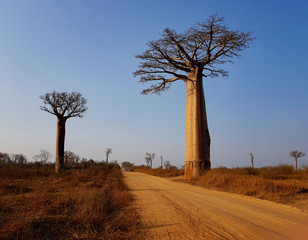 Fototapeta na wymiar The Avenue of road and the Baobabs trees at Morondava, Madagascar