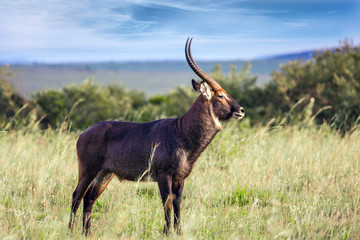 Naklejka na ściany i meble The waterbuck - large strong antelope