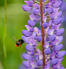 bumble bee flying around violet lupine blossoms