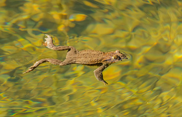 brown toad frog swimming in clear water