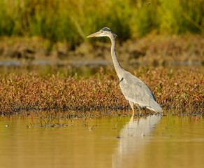 great blue heron walking in shallow water in sunset light