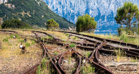 rusty rails and tracks of a disused railway line