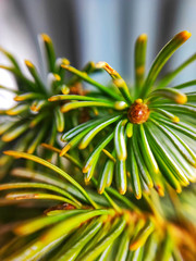 Fototapeta premium spruce branch in closeup. spruce branch on a gray background. beneficial plants. Christmas symbols