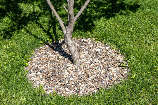 River gravel mulch tree ring around a cultivar apple tree amid a mown lawn in the summer garden
