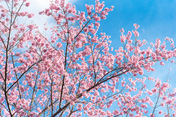 Blooming pink Wild Himalayan Cherry or Prunus cerasoides