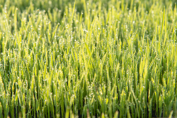 Closeup green Rice seedlings and dew drops nuture fresh style