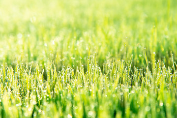 Closeup green Rice seedlings and dew drops nuture fresh style