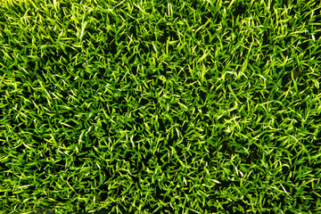 top view closeup green Rice seedlings nature texture background