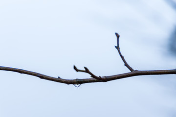 Lonely water drop on a branch an early morning with fog in winter. 