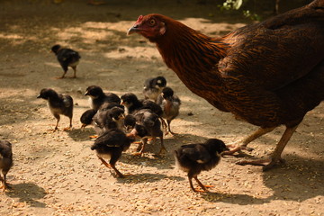 A Chicken Grazing with her Small Chicks near shot
