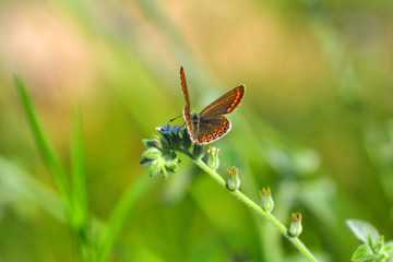 Closeup beautiful butterfly sitting on the flower.