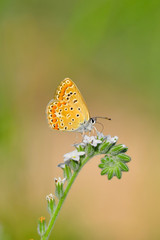 Closeup beautiful butterfly sitting on the flower.