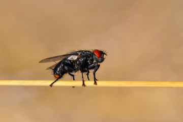 Macro shot of a fly 