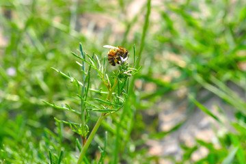 Beautiful  Bee macro in green nature - Stock Image