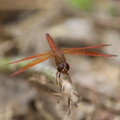Large Orange DragonFly