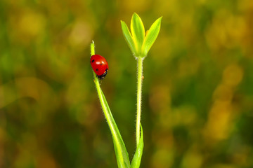 Beautiful ladybug on leaf defocused background