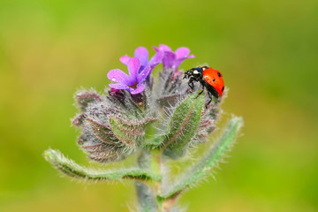 Beautiful ladybug on leaf defocused background