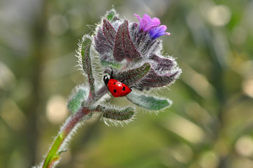 Beautiful ladybug on leaf defocused background