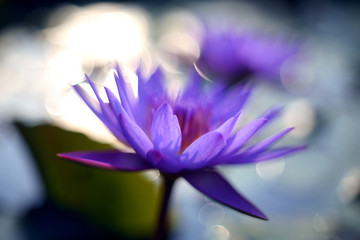 The beautiful light bokeh background makes the purple lotus in front of it more outstanding and charming.